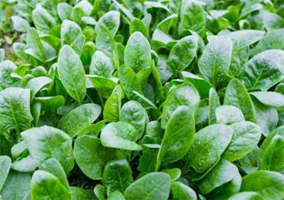 提升東莞常平蔬菜配送公司的競(jìng)爭(zhēng)力 新鮮蔬菜批發(fā)策略