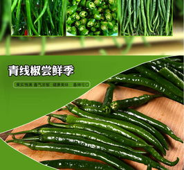 新鮮辣椒批發(fā)與零售 線椒、尖椒、青椒、二荊條等多樣選擇