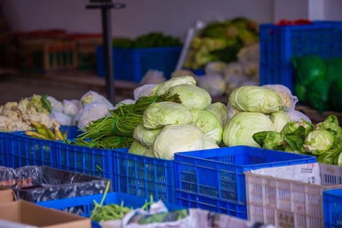 萬(wàn)山首個(gè)農(nóng)產(chǎn)品批發(fā)集散中心今日開(kāi)業(yè)，新鮮蔬菜批發(fā)助力鄉(xiāng)村振興