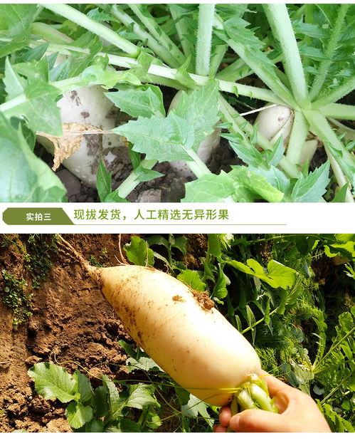 四川新鮮水果蘿卜 脆甜多汁，健康之選