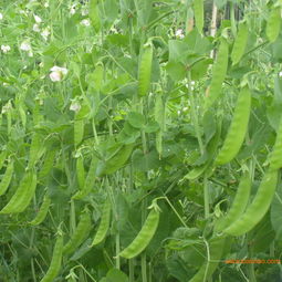 采購(gòu)高性價(jià)蔬菜？選擇農(nóng)產(chǎn)品電商城