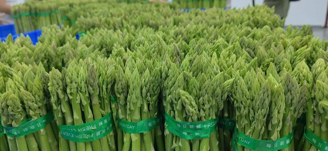 福建漳州云霄蘆筍 高品質(zhì)新鮮蔬菜，批發(fā)價格實(shí)惠