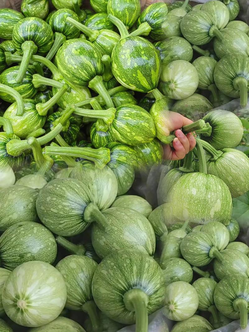 農(nóng)家山地新鮮小圓瓜 現(xiàn)摘現(xiàn)發(fā)，新鮮到家