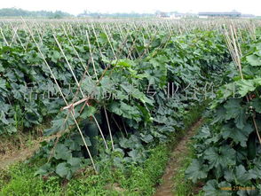 四川新鮮蔬菜批發與零售價格動態分析