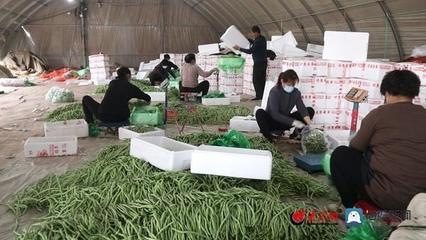 莘縣蔬菜千里馳援，魯滬吉共筑“菜籃子”長(zhǎng)城